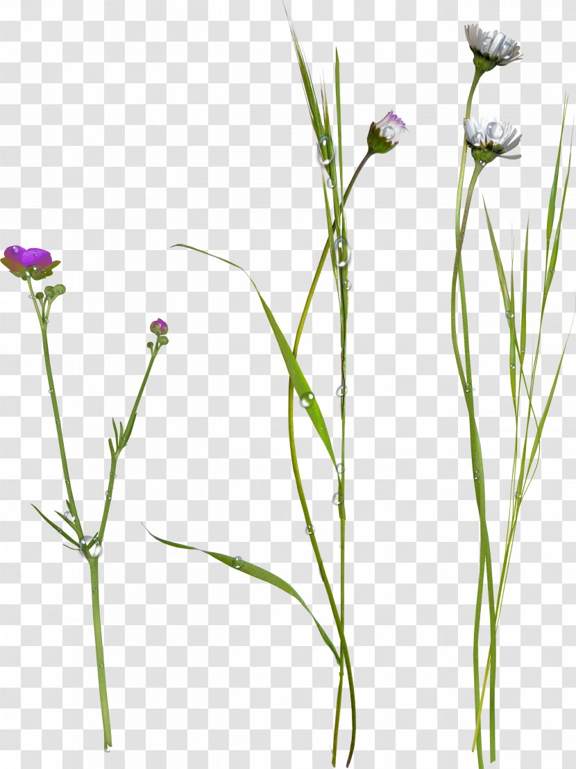 Flower Flora - Raster Graphics - Chillicoriandermintgreen Transparent PNG