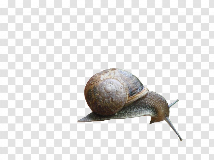 Gastropods Snail Escargot - Snails And Slugs Transparent PNG