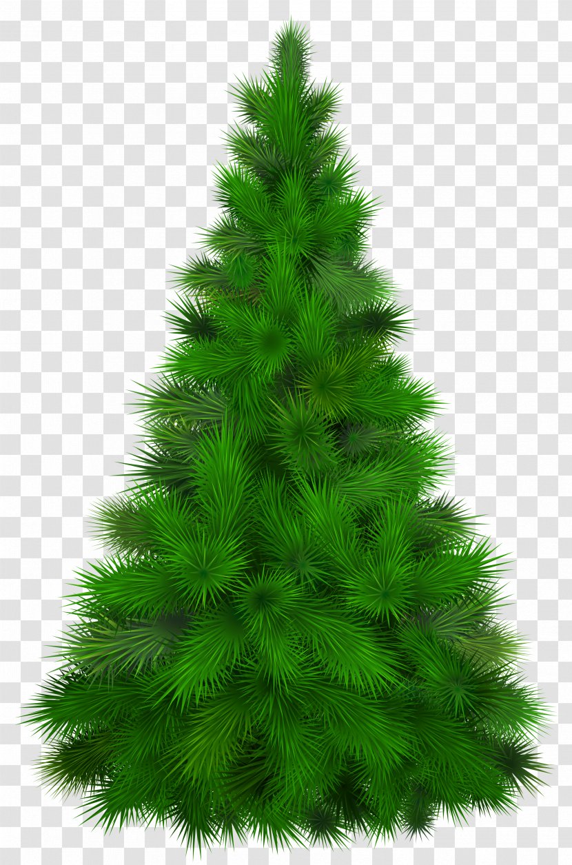 Mediterranean Cypress Pine Tree Clip Art - Evergreen - Fir-tree Transparent PNG