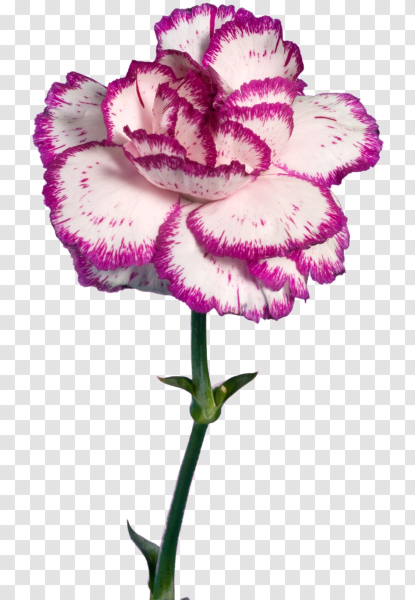 Carnation Pink Cut Flowers Herbaceous Plant - Flower Transparent PNG