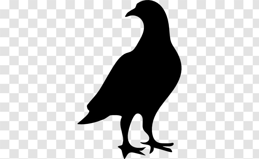 Columbidae Bird Domestic Pigeon - Galliformes Transparent PNG