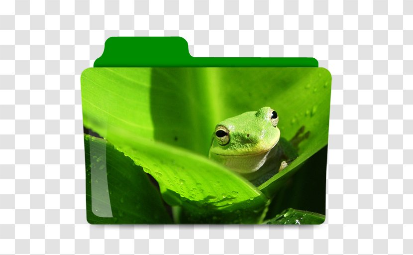 White-lipped Tree Frog Desktop Wallpaper - Green Transparent PNG