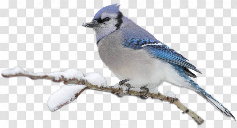 Bird Home Page Clip Art - Winter Transparent PNG