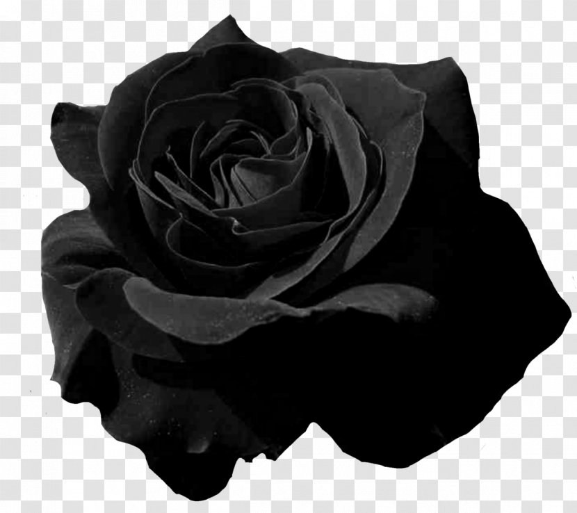 Garden Roses Flower Petal - Beauty Parlour - Black Rose Transparent PNG