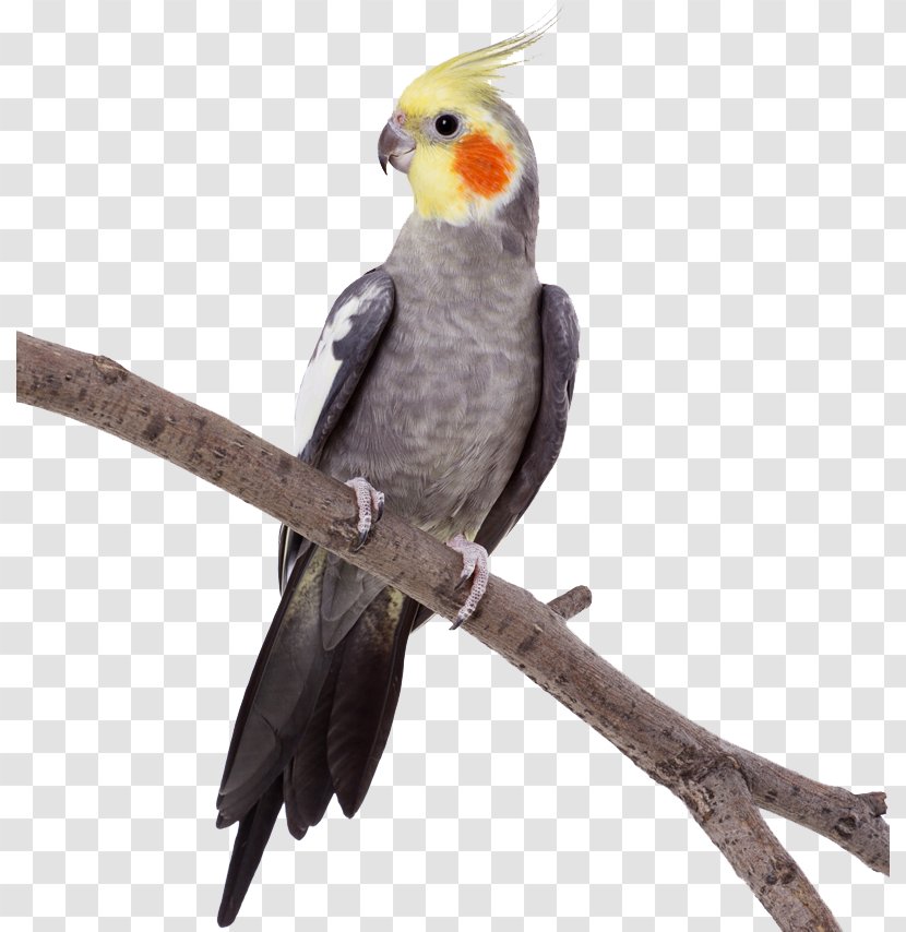 Parrot Stock Photography Bird Budgerigar - Perico - Zoo Background Transparent PNG