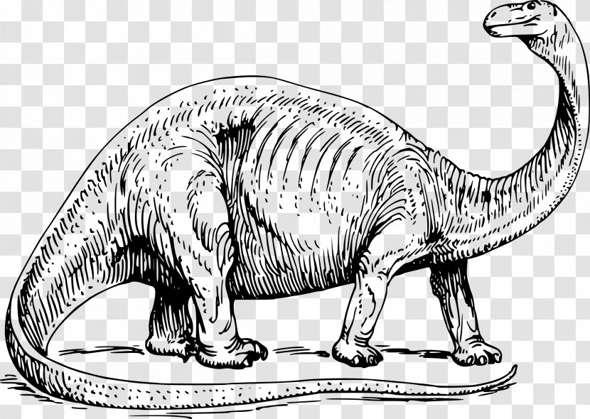 Brontosaurus Apatosaurus Coloring Book Triceratops Dinosaur Transparent PNG