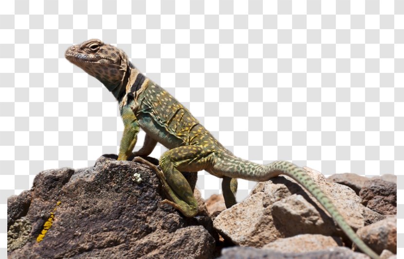 Common Collared Lizard Desktop Wallpaper Reptile Green Iguana - Scale Transparent PNG