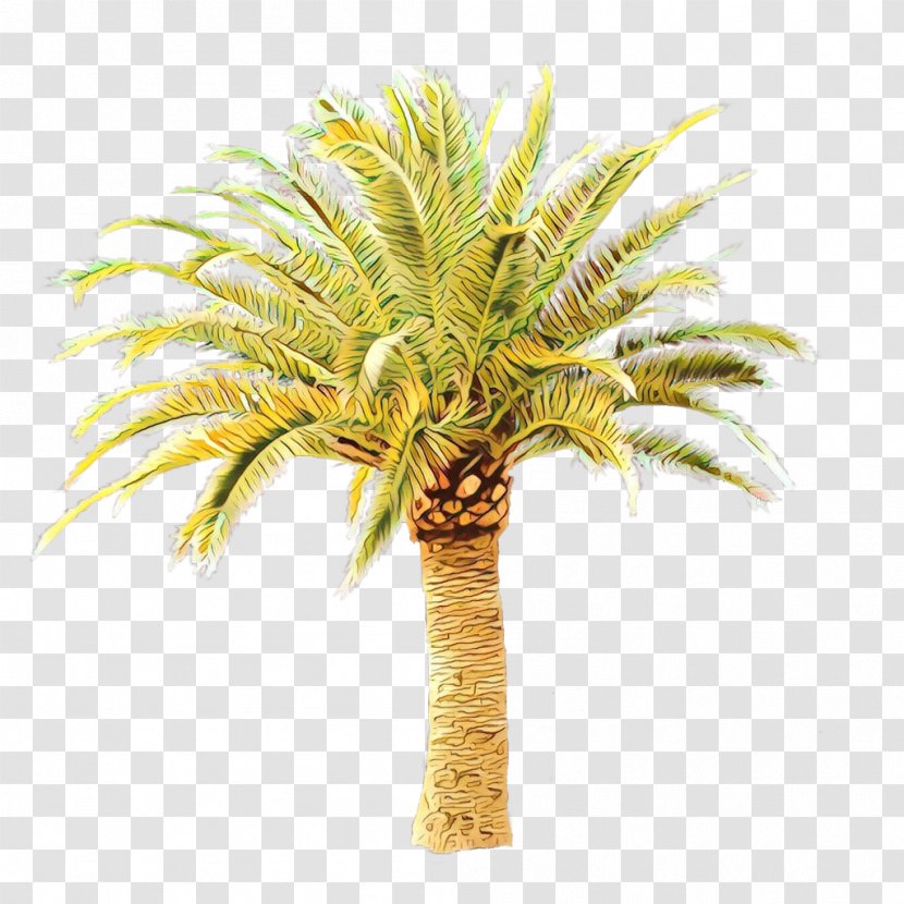 Palm Tree - Attalea Speciosa - Terrestrial Plant Flowering Transparent PNG