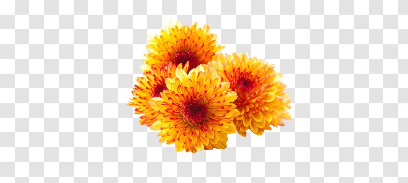 Chrysanthemum Flower Desktop Wallpaper Transparent PNG