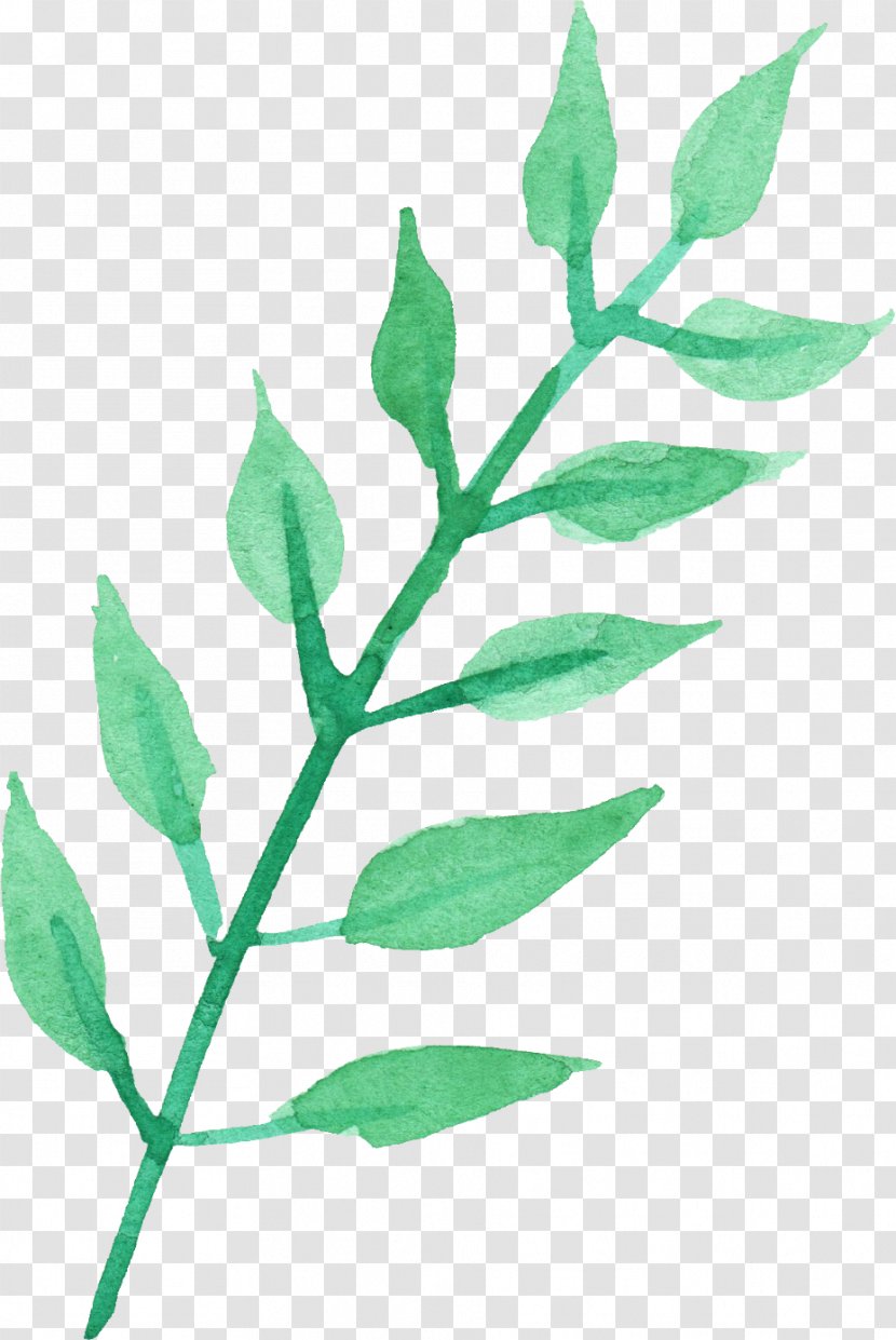 Transparent Watercolor Leaf Plant Stem Twig Painting - Watercolour Transparent PNG
