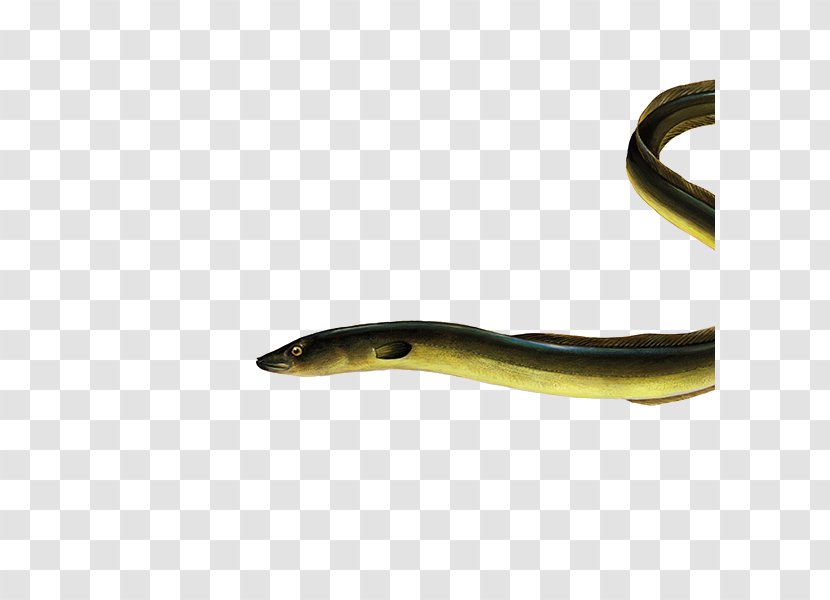 Snake Cartoon - Species - Serpent Sand Eel Transparent PNG
