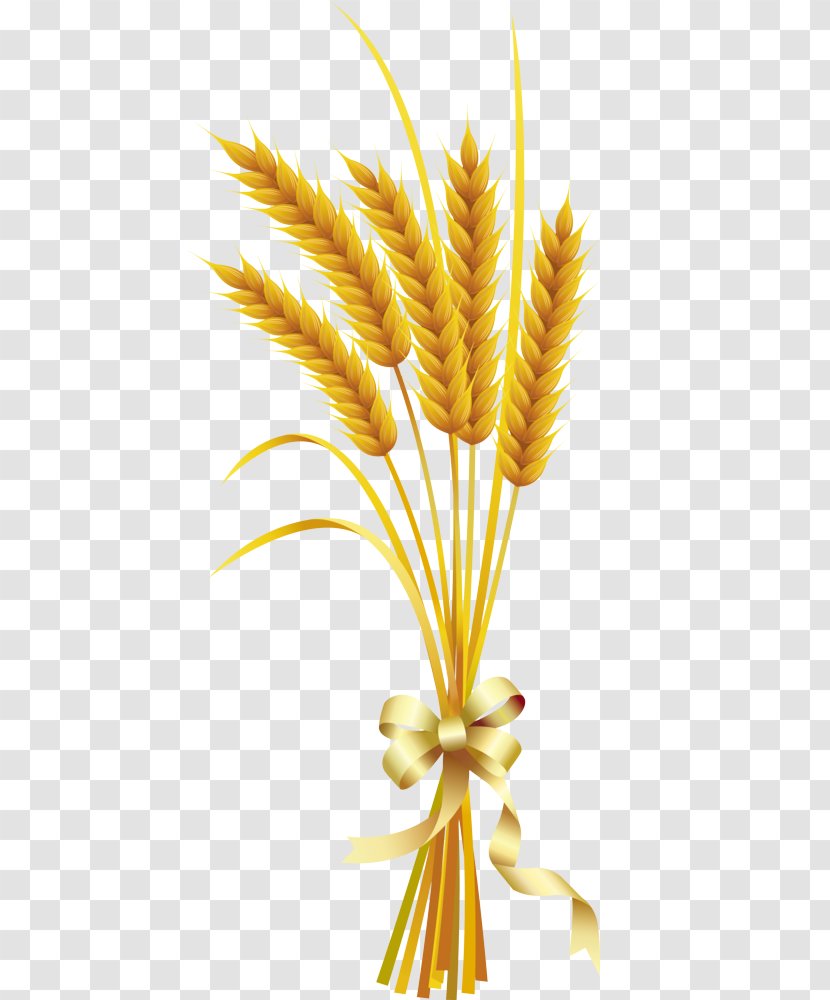 Wheat - Food Grain - Poales Plant Transparent PNG