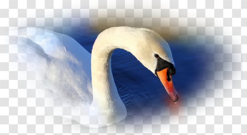 Desktop Wallpaper Computers Widescreen Art - Waterfowl - Neck Transparent PNG