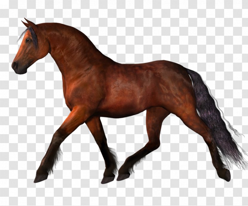 Mustang Stallion Clip Art - Horse Tack - Horses Transparent PNG