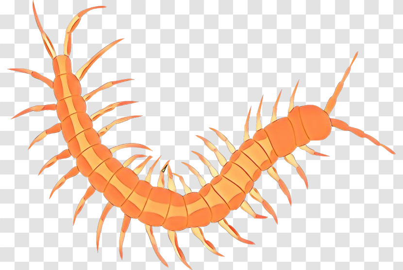 Centipede Millipedes Ringed-worm Glycera Parasite Transparent PNG