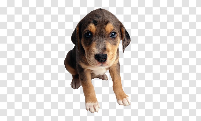 Puppy Cat Food Mongrel Purebred Dog - Huntaway - Tube Transparent PNG