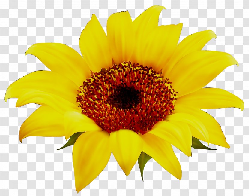 Common Sunflower Image Clip Art Photograph - Yellow - Annual Plant Transparent PNG