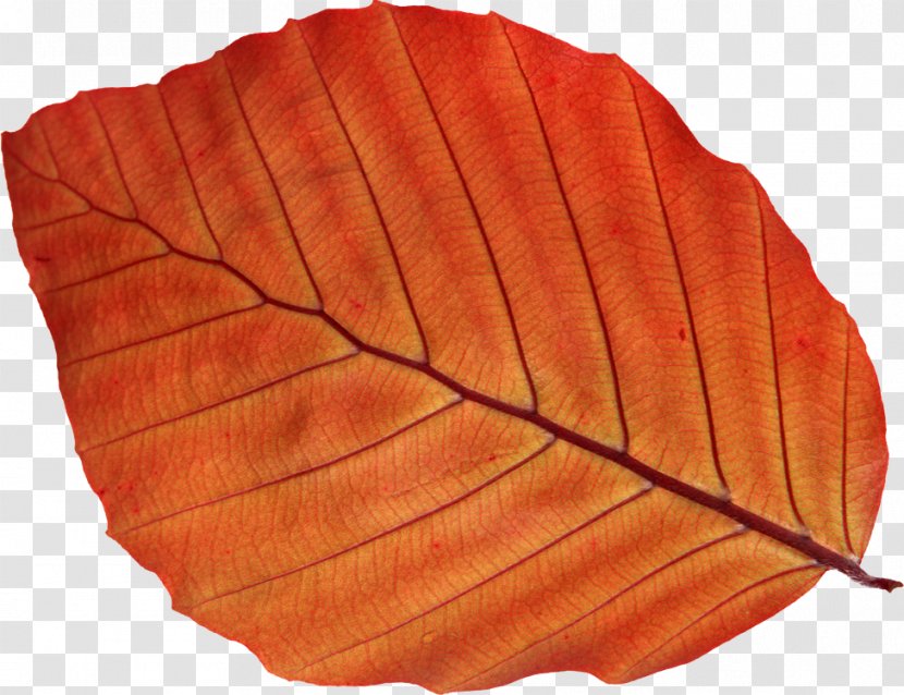 Autumn Leaf Color Photography - Visual Arts Transparent PNG