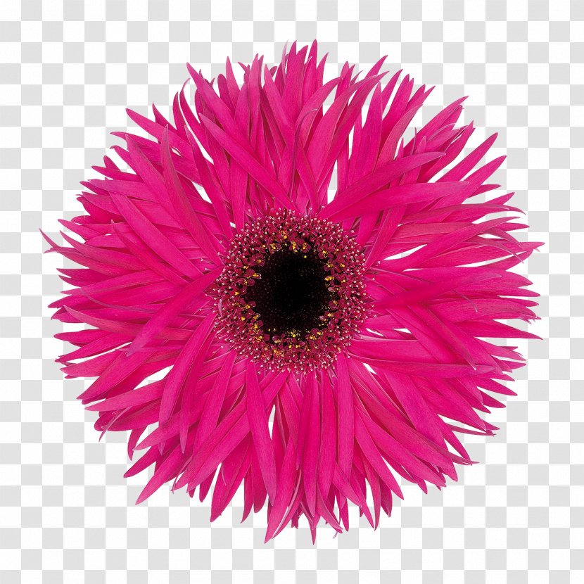 Transvaal Daisy Cut Flowers Floristry Variety - Annual Plant - Fantasia Transparent PNG