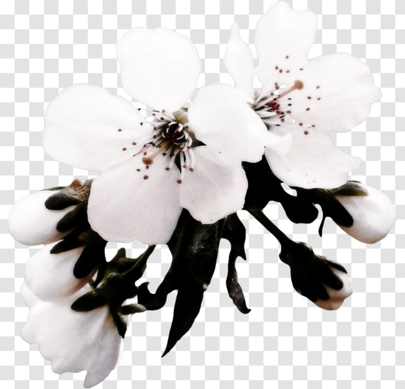 Apples Flower Blossom - Spring - Tokyo Sakura Transparent PNG