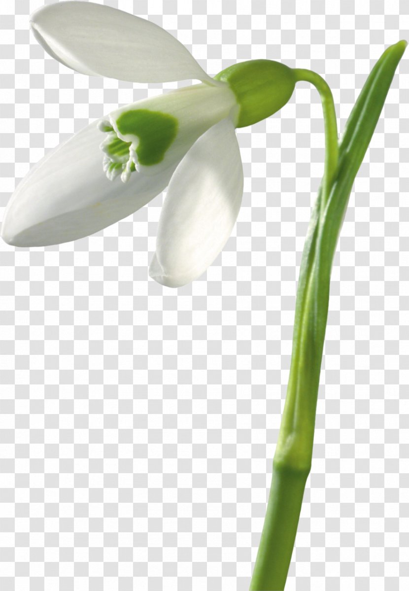 Snowdrop Flower Bouquet Buket-Spb Dostavka Tsvetov Plant Stem - Russia - Telephone Number Transparent PNG
