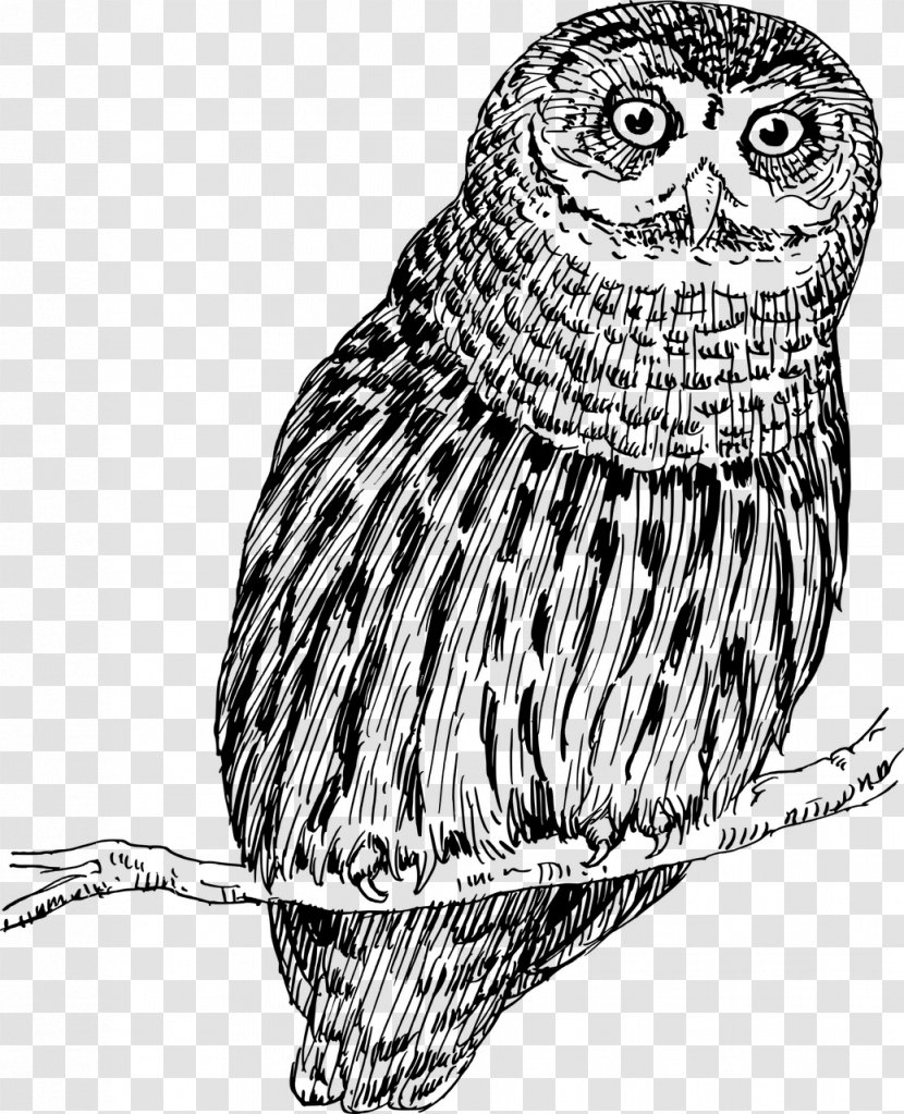 Owl Bird Drawing Clip Art - Fauna - Owls Transparent PNG