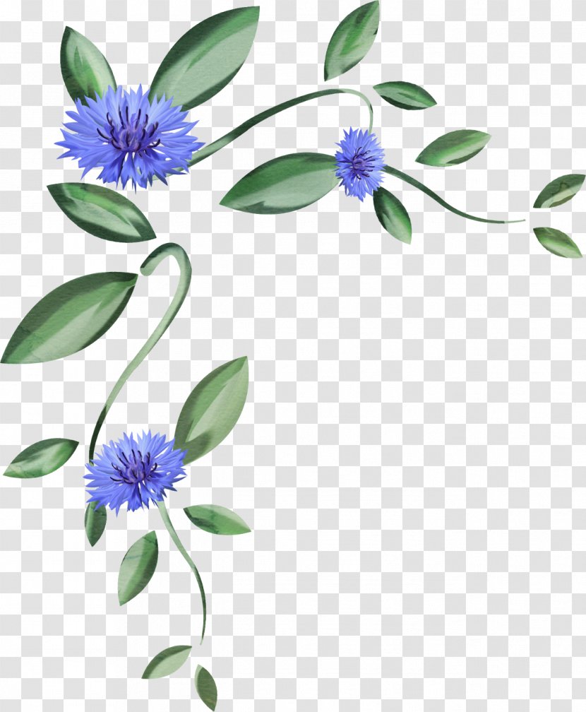 Floral Design Plant Stem Flowering Branching - Passion Flower Family - Agapanthus Frame Transparent PNG
