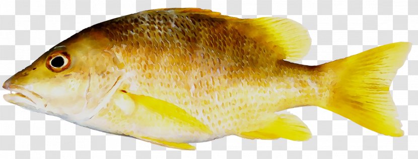 Schoolmaster Snapper Cubera Fish Lane Blackfin - Perch - Prawn Transparent PNG
