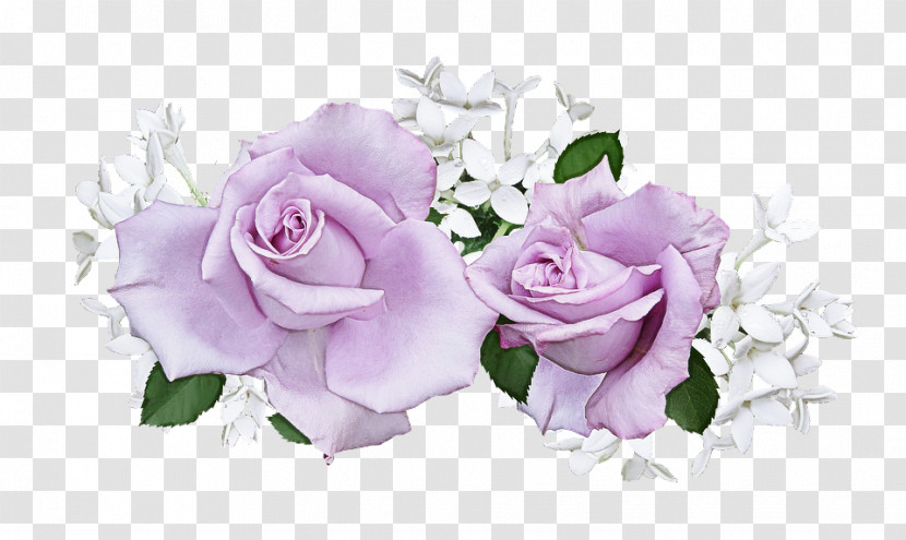 Garden Roses Transparent PNG