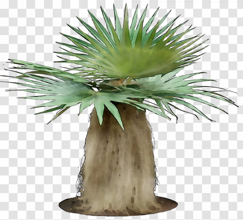 Coccothrinax Argentata Crinita Palm Trees Argentea Landscape Plants For Subtropical Climates - Yucca - Terrestrial Plant Transparent PNG