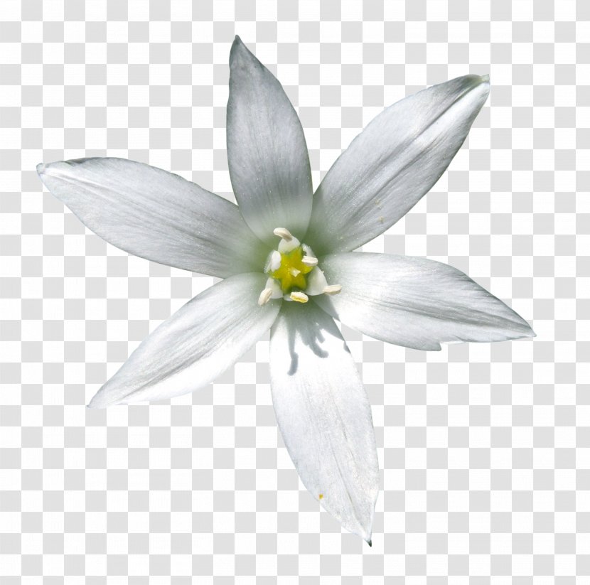 Flower Bethlehem - Star Of - Attention Transparent PNG