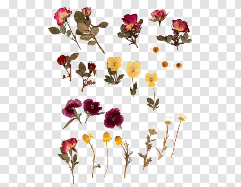 Pressed Flower Craft Herbarium Bouquet - Branch - Dried Flowers Transparent PNG