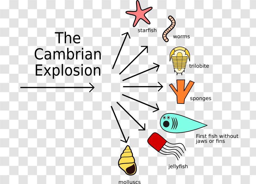 Cambrian Explosion Evolution Geological Period Organism - Molluscs Transparent PNG