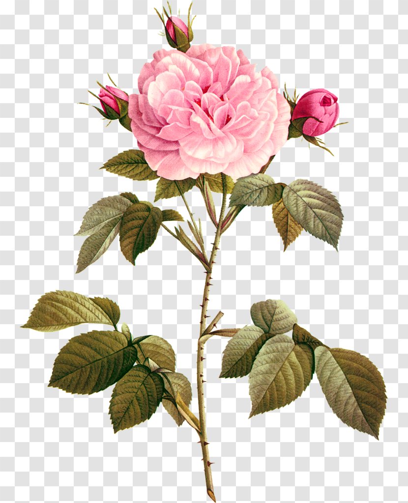 Garden Roses Paper Drawing Photography Wallpaper - Branch - Rose Transparent PNG
