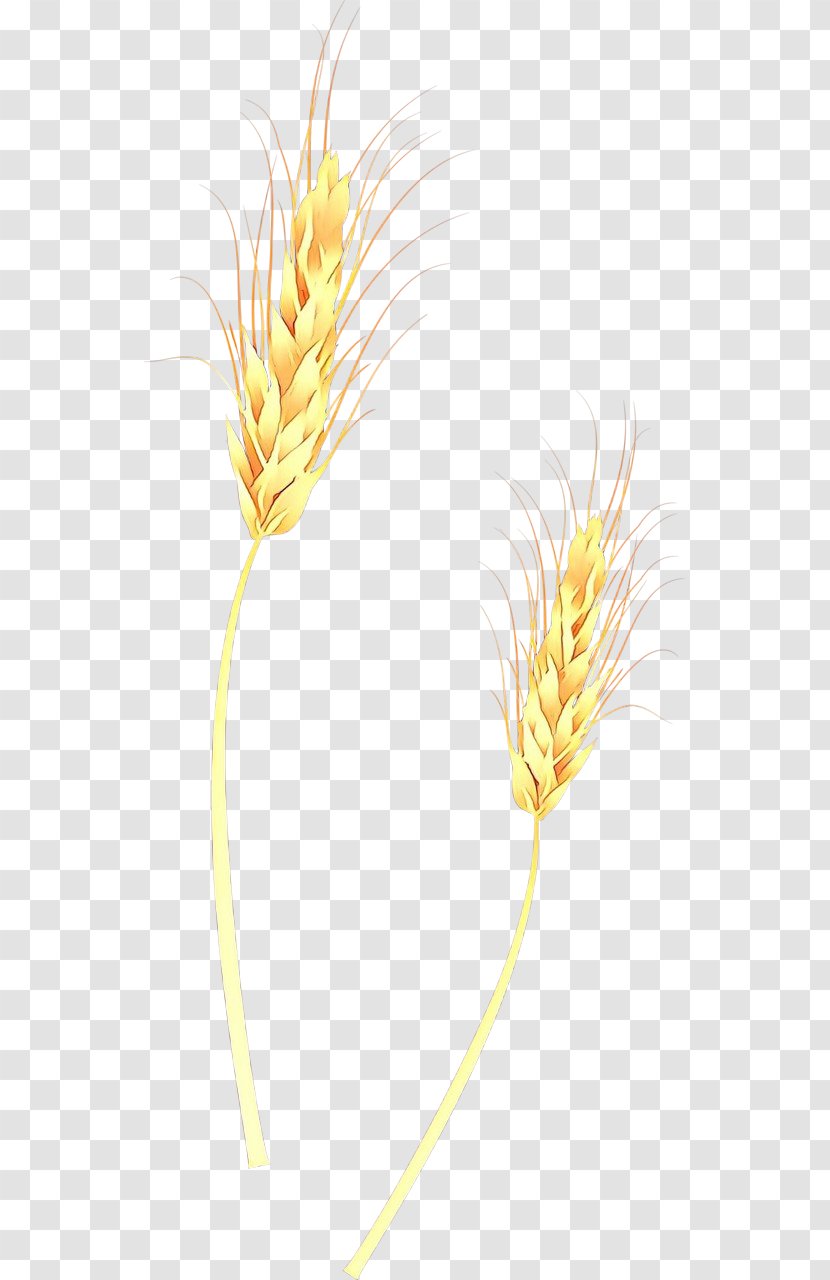 Grass Flower - Wheat - Poales Headpiece Transparent PNG