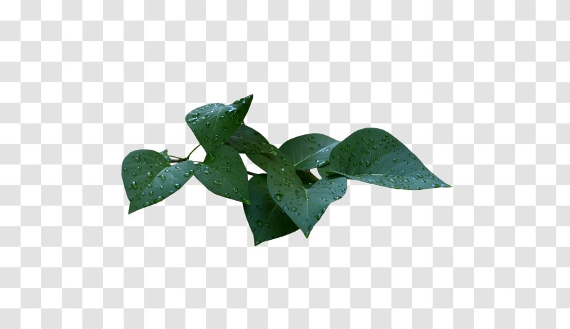 Leaf Flower Bud Transparent PNG