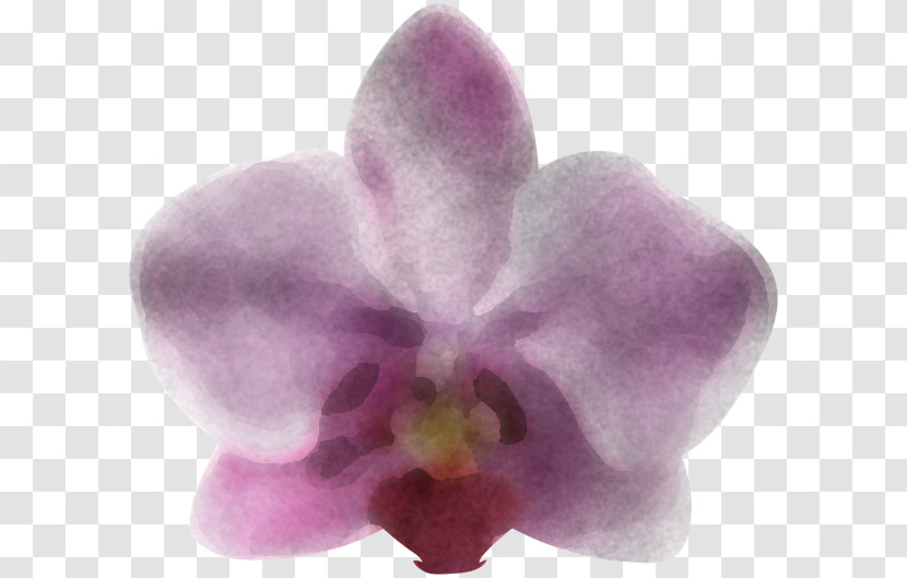 Violet Flower Petal Purple Pink Transparent PNG