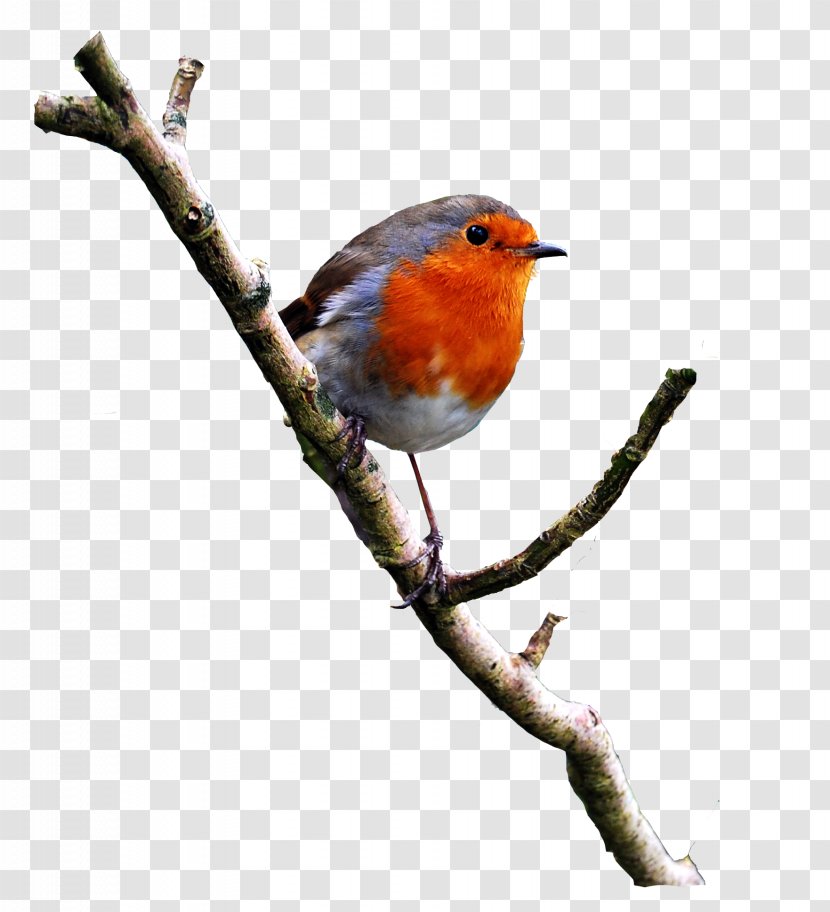 Bird European Robin Goose Owl - Old World Flycatcher - Birds Transparent PNG