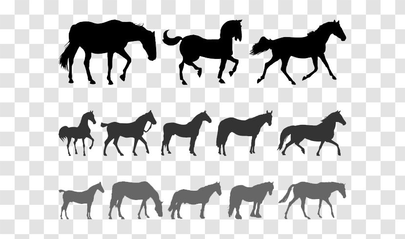Horse Silhouette Equestrianism Clip Art - Animal - Silhouettes Transparent PNG