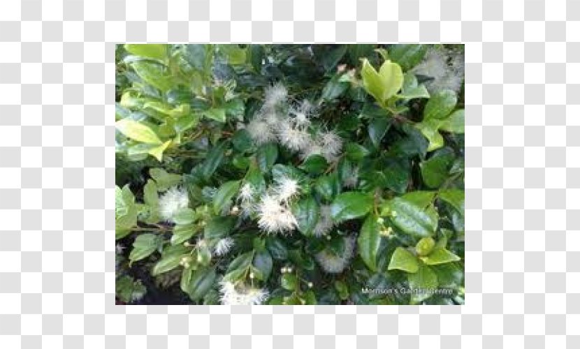 Syzygium Australe Shrub Common Lilly Pilly Evergreen Tree - Groundcover Transparent PNG