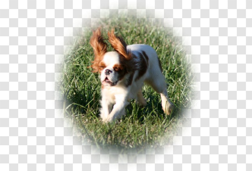 Cavalier King Charles Spaniel Puppy Dog Breed Companion Transparent PNG