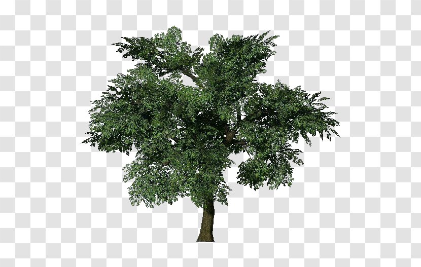 Tree Oak European Beech Populus Nigra Branch - Cottonwood - Arboles Transparent PNG