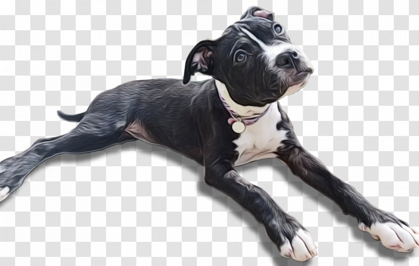 American Bulldog - Staffordshire Terrier - Working Dog Collar Transparent PNG