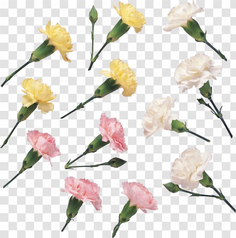 Floral Design Cut Flowers Petal - Pink Family - Flower Transparent PNG