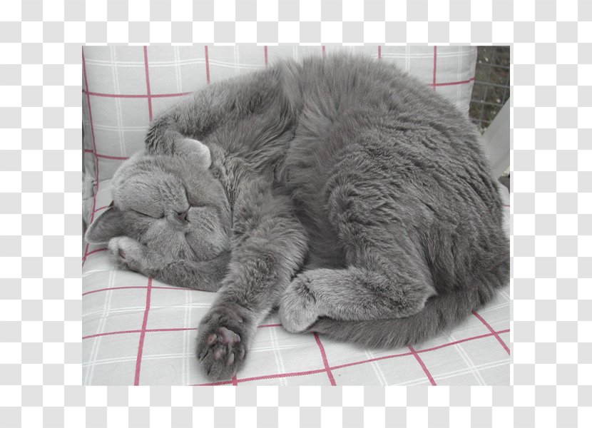 Russian Blue British Shorthair Chartreux European Nebelung - Small To Medium Sized Cats - Kitten Transparent PNG