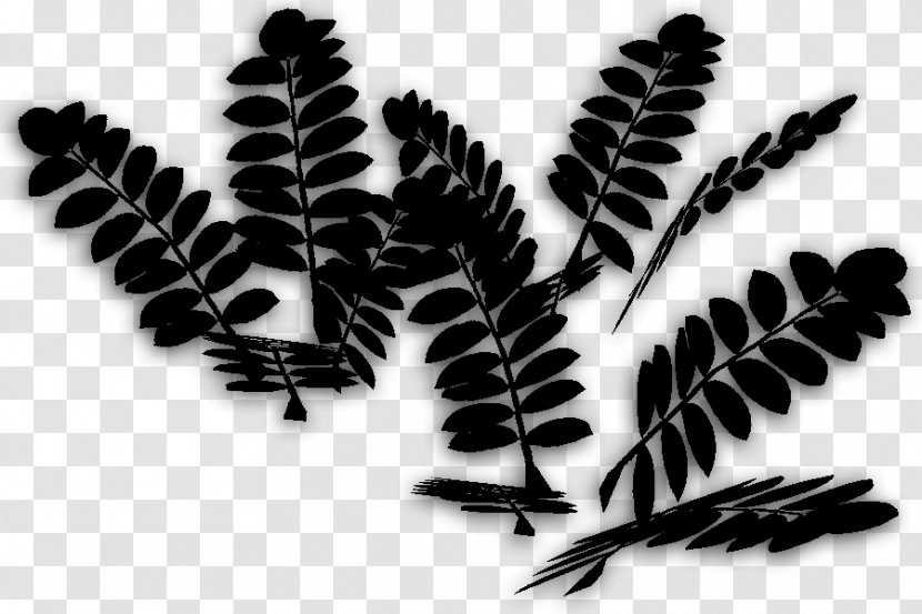 Font Leaf Branching - Vascular Plant Transparent PNG
