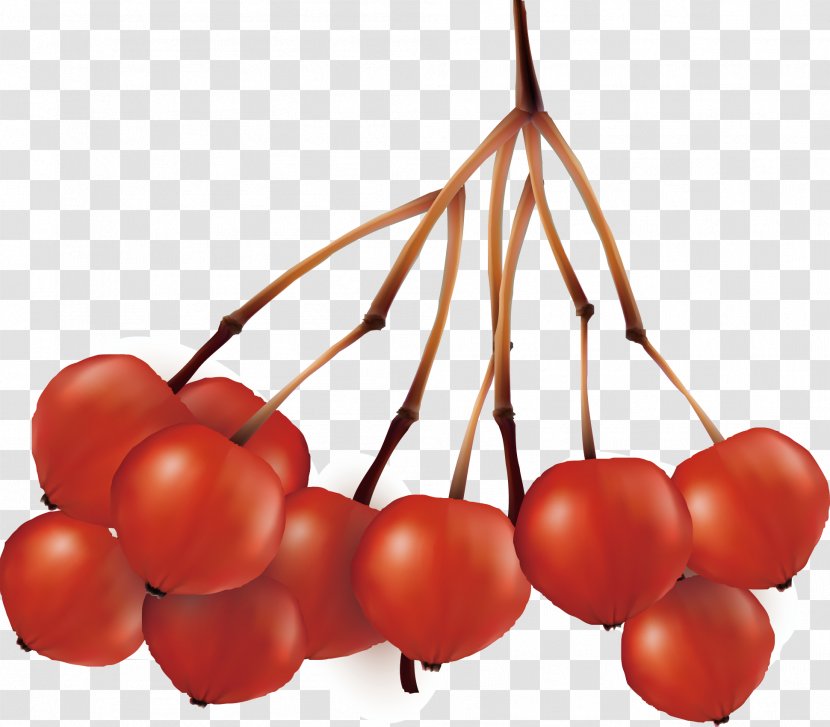 Cherry Red Fruit Apple - Fresh Transparent PNG