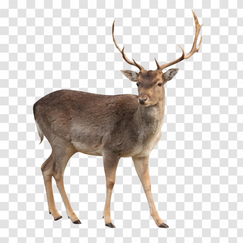 White-tailed Deer Reindeer Moose Elk - Mammal - Image Transparent PNG