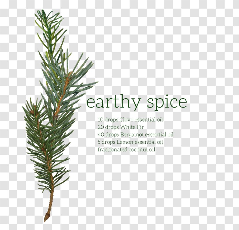 English Lavender Pine Fir Conifers Yew - Twig Transparent PNG