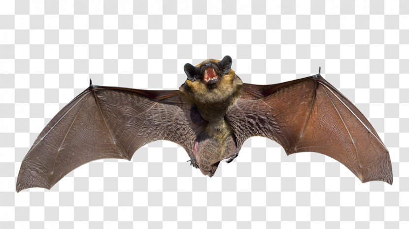 Bat Squirrel Raccoon Rat Mouse - Wing Transparent PNG